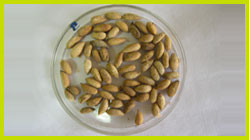 Neem Seed 